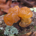 Tremella mesenterica 'Witch's Butter'